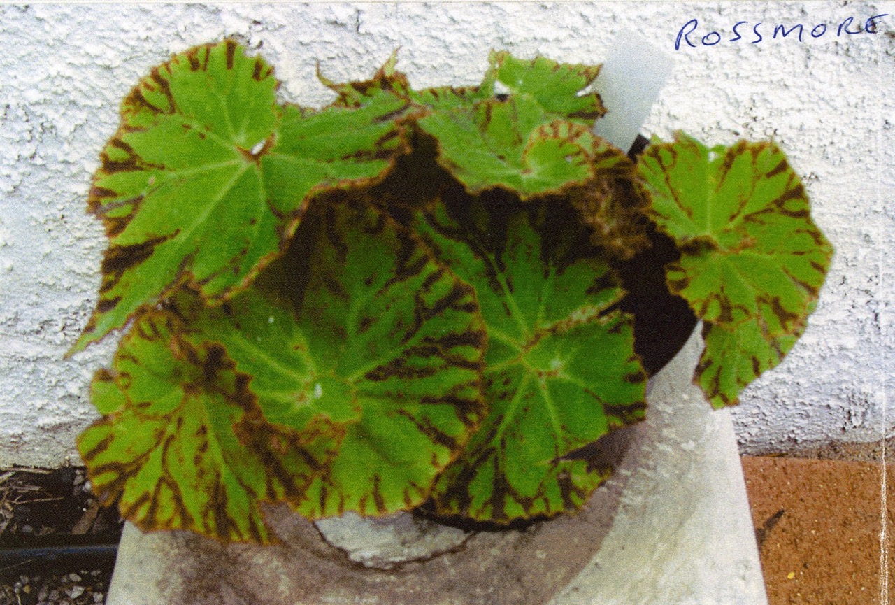 B. ‘Rossmore’